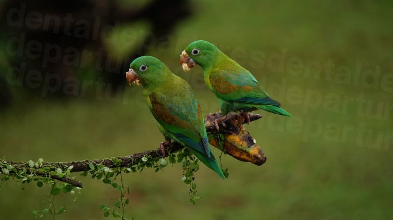 dd_201712120225_orange-chinned-parrots-1586951.jpg