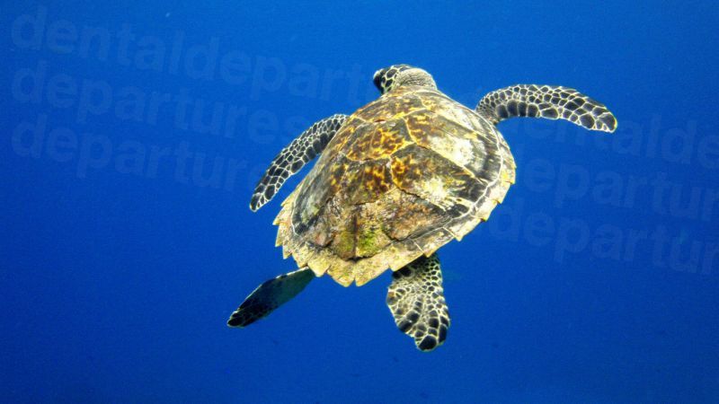 Cozumel - Turtle