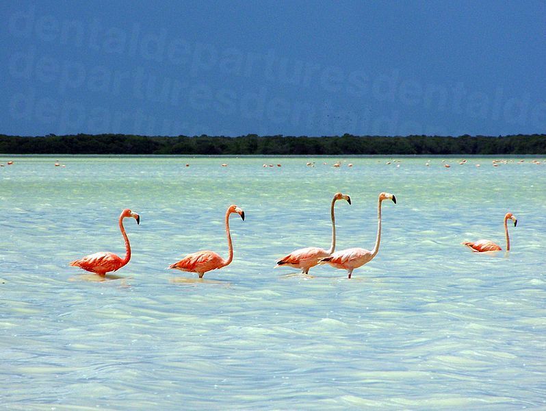 Pink Flamingoes, Celestun, Yucatan