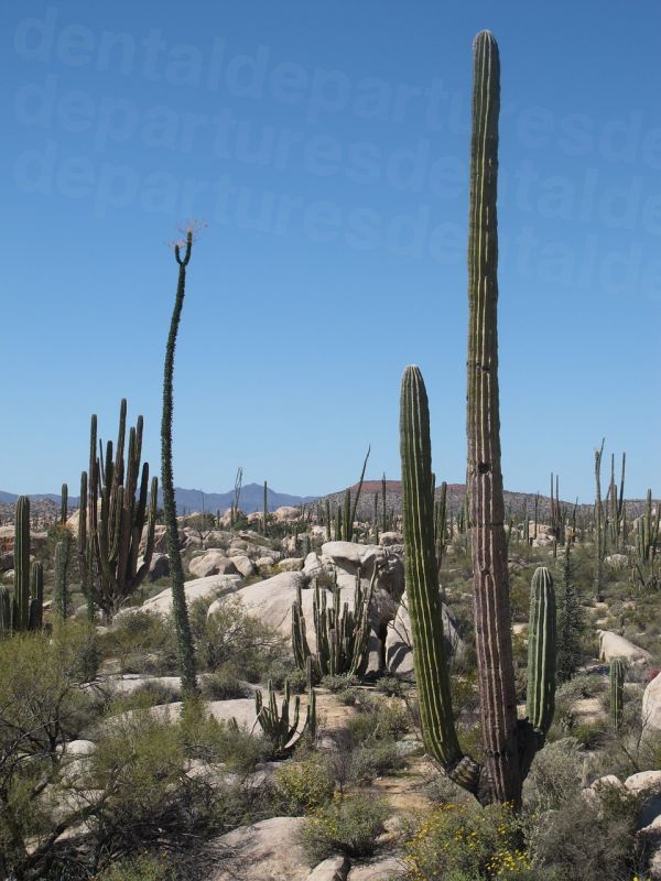 dd_201708261728_mexico_sonora_desert.jpg